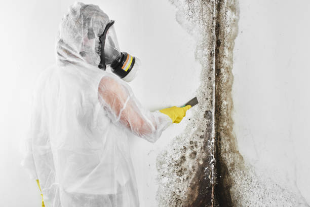 Best Certified Mold Removal  in Rhome, TX