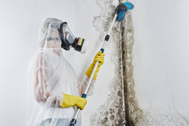 Best Fast Mold Removal  in Rhome, TX