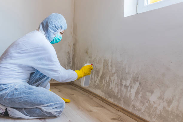 Attic Mold Removal in Rhome, TX