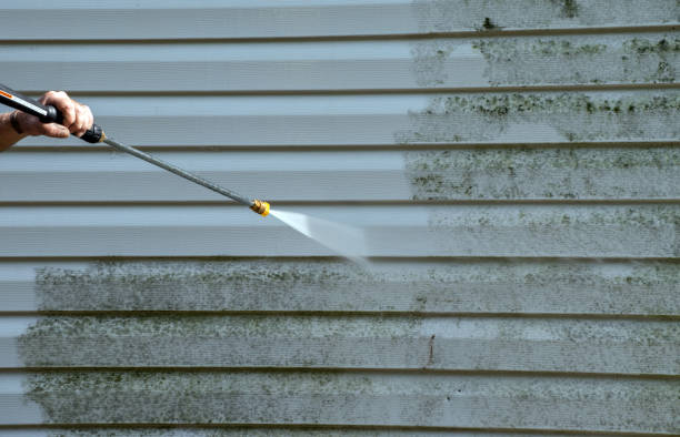 Best Black Mold Removal  in Rhome, TX