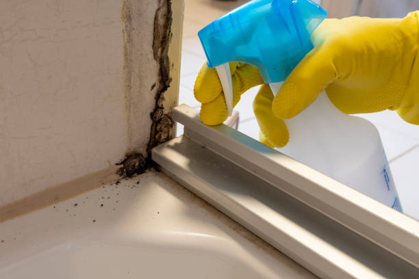 Best Same-Day Mold Removal  in Rhome, TX