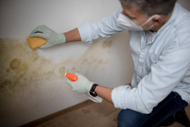 Best Best Mold Removal Companies  in Rhome, TX