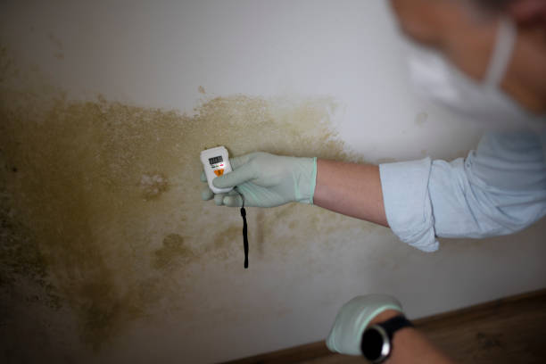 Best Affordable Mold Removal  in Rhome, TX