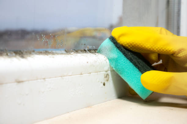 Best Mold Removal Near Me  in Rhome, TX