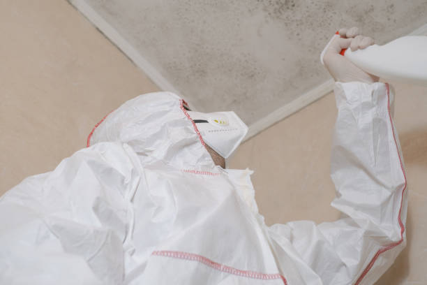 Trusted Rhome, TX Mold Removal Experts