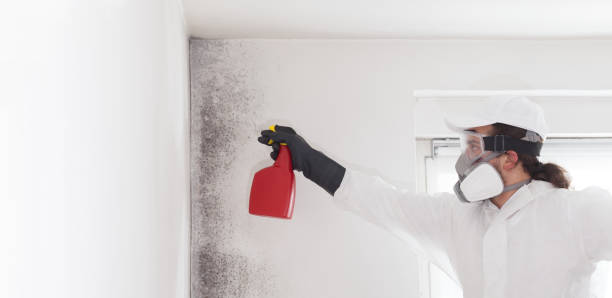 Best Black Mold Removal  in Rhome, TX