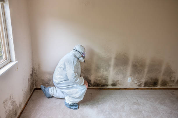 Best Mold Damage Repair  in Rhome, TX