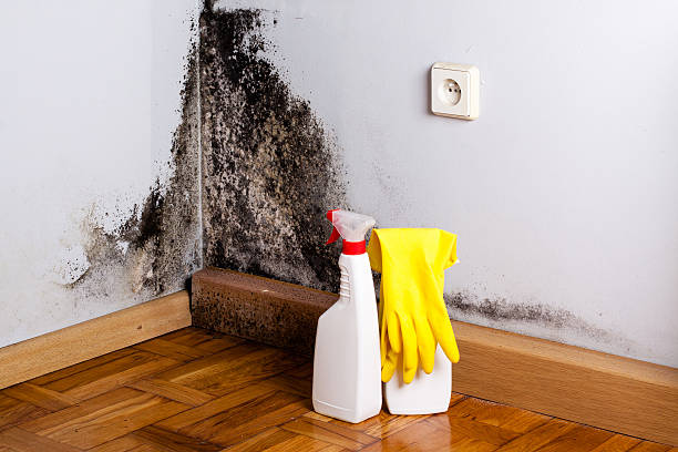 Best Mold Cleaning Services  in Rhome, TX