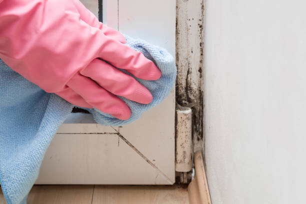 Best Toxic Mold Removal  in Rhome, TX